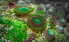 Франция выделит €3 млн на спасение коралловых рифов